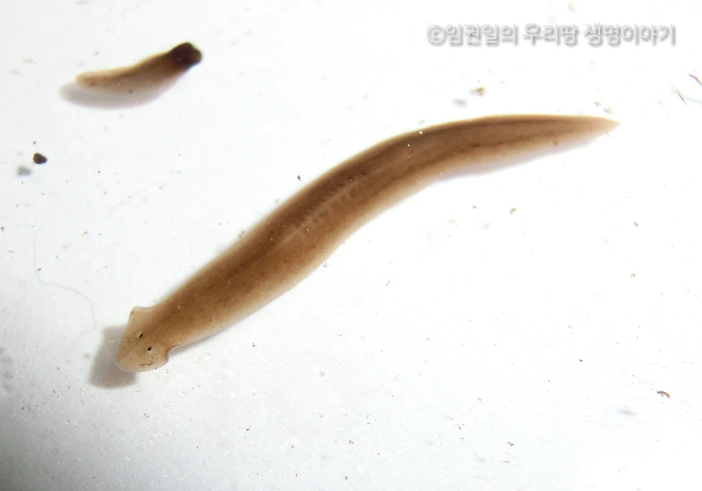 %ED%94%8C%EB%9D%BC%EB%82%98%EB%A6%AC%EC%95%842.png?type=w773