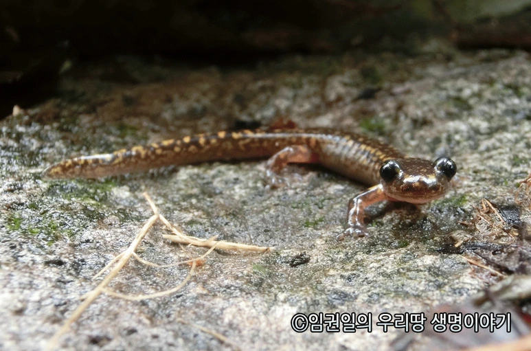 %EA%BC%AC%EB%A6%AC%EC%B9%98%EB%A0%88%EB%8F%84%EB%A1%B1%EB%87%BD.png?type=w773