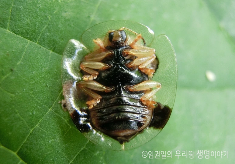 %ED%81%B0%EB%82%A8%EC%83%9D%EC%9D%B4%EC%9E%8E%EB%B2%8C%EB%A0%883.png?type=w773