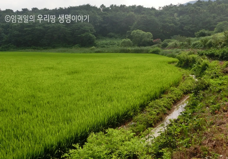 %EC%9E%A5%EA%B5%AC%EC%95%A0%EB%B9%84-%EC%84%9C%EC%8B%9D%EC%A7%80.png?type=w773