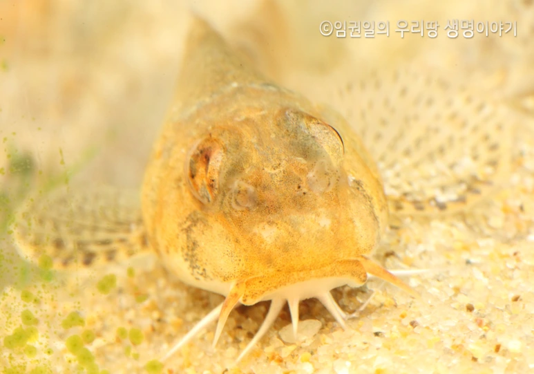 %EA%BE%B8%EA%B5%AC%EB%A6%AC2.png?type=w773