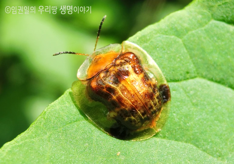 %ED%81%B0%EB%82%A8%EC%83%9D%EC%9D%B4%EC%9E%8E%EB%B2%8C%EB%A0%88.png?type=w773