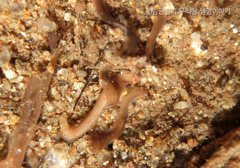 %ED%94%8C%EB%9D%BC%EB%82%98%EB%A6%AC%EC%95%843.png?type=w773