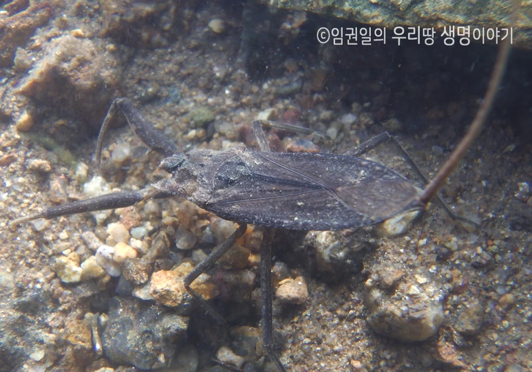 %EC%9E%A5%EA%B5%AC%EC%95%A0%EB%B9%842.png?type=w773