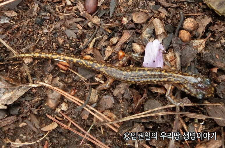 %EA%BC%AC%EB%A6%AC%EC%B9%98%EB%A0%88%EB%8F%84%EB%A1%B1%EB%87%BD3.png?type=w773