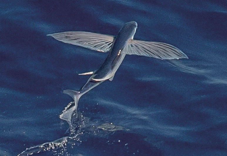 %EB%82%A0%EC%B9%981.png?type=w773