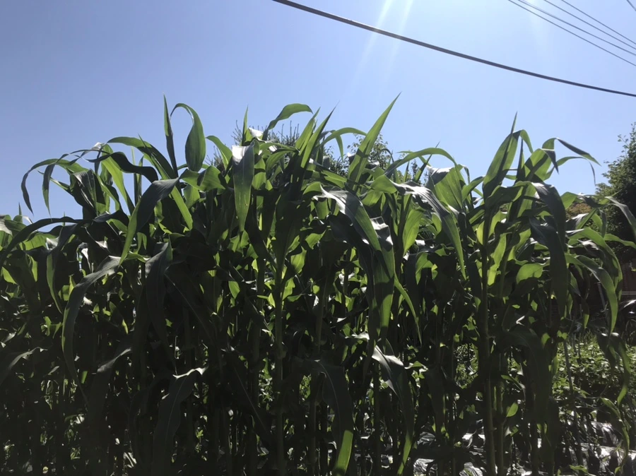 IMG_0786.jpg?type=w1