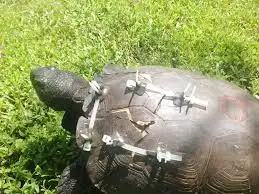 images?q=tbn:ANd9GcT1ujz35eIboI6HnLrtjqtb2BLzvv7-8siV5JNHdd1b3ZigpKLD