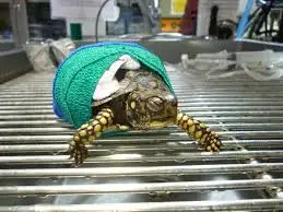 images?q=tbn:ANd9GcTEsySoz8T8jpCzhXTQRWHkSg2MRGfT_jXJE_FXSNgej69natuycQ