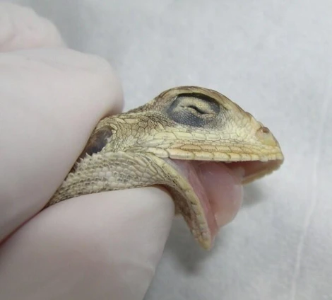 Metabolic-bone-disease-soft-mandible-02-lizard.JPG?zoom=1.100000023841858&amp;resize=261%2C235&amp;ssl=1