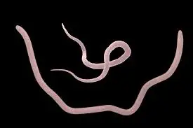 images?q=tbn:ANd9GcSAu99yUOibnp7Mtg7cdh85Sanv0zU2yBIT6Cpup0pM2hVKc5UjbA