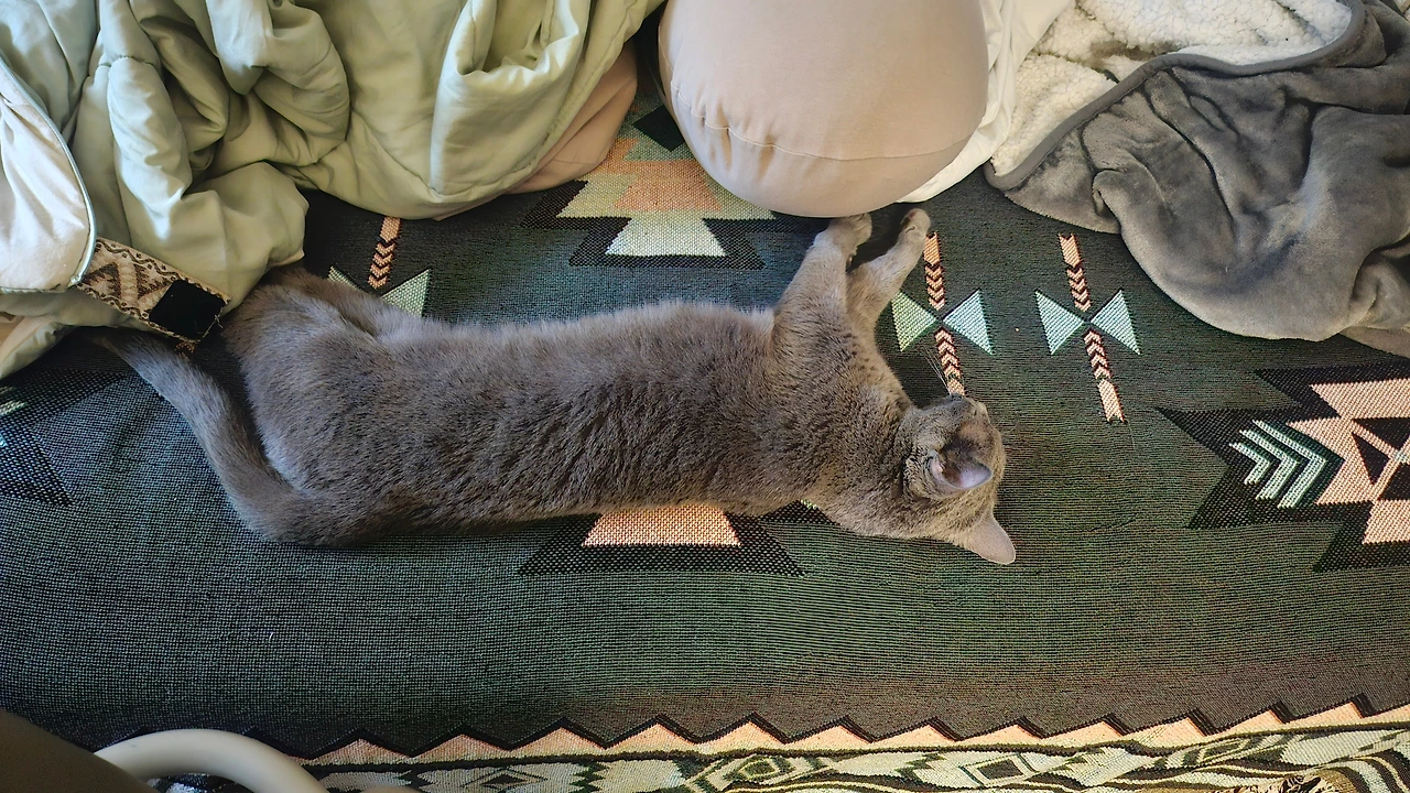 여유로이 누워 쉬는 망고3.jpeg