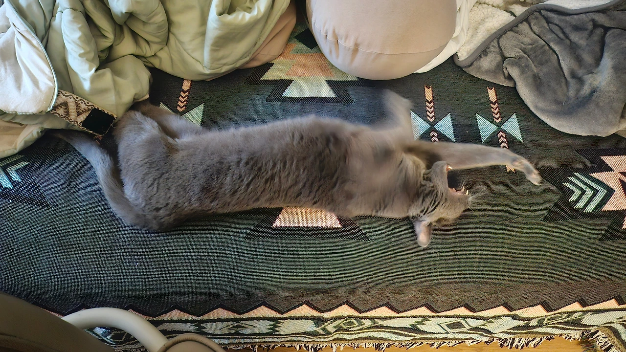 여유로이 누워 쉬는 망고2.jpeg