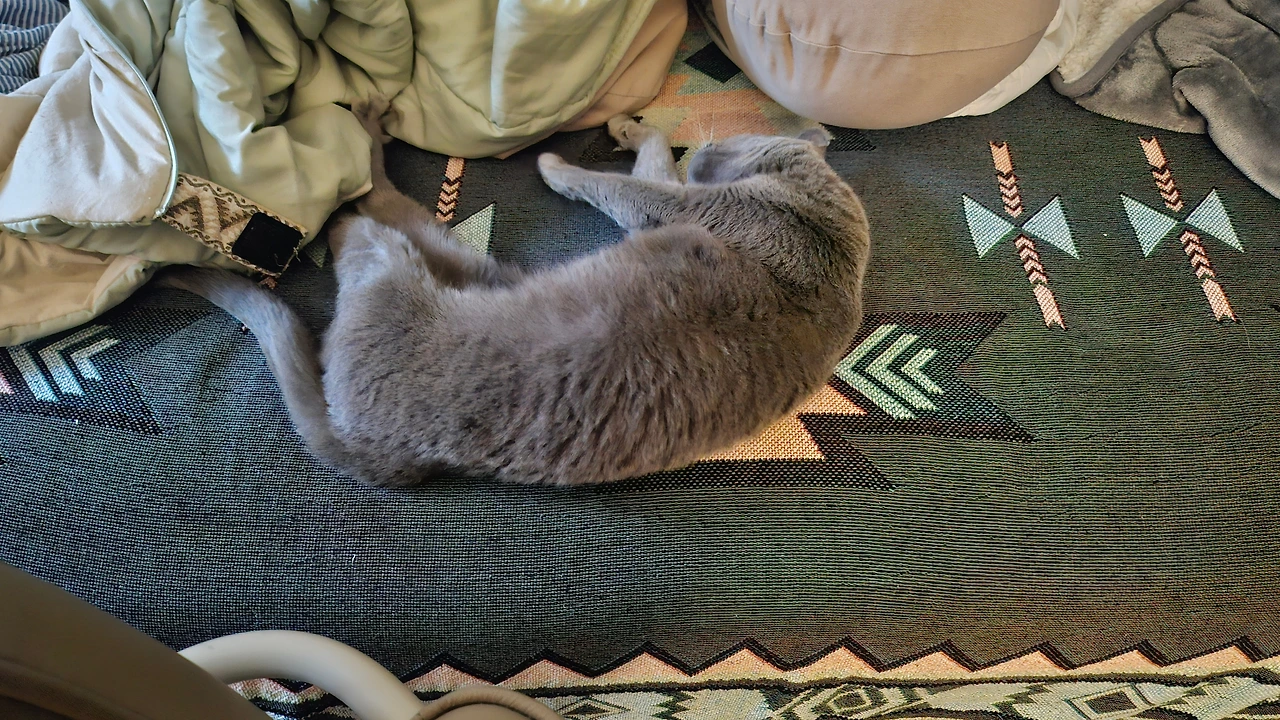 여유로이 누워 쉬는 망고1.jpeg