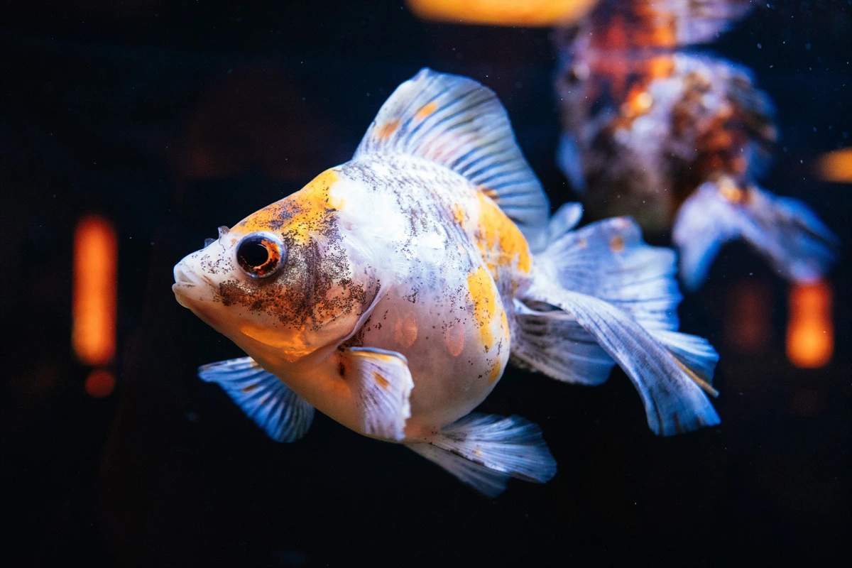 2422A5395692797F0C5E48