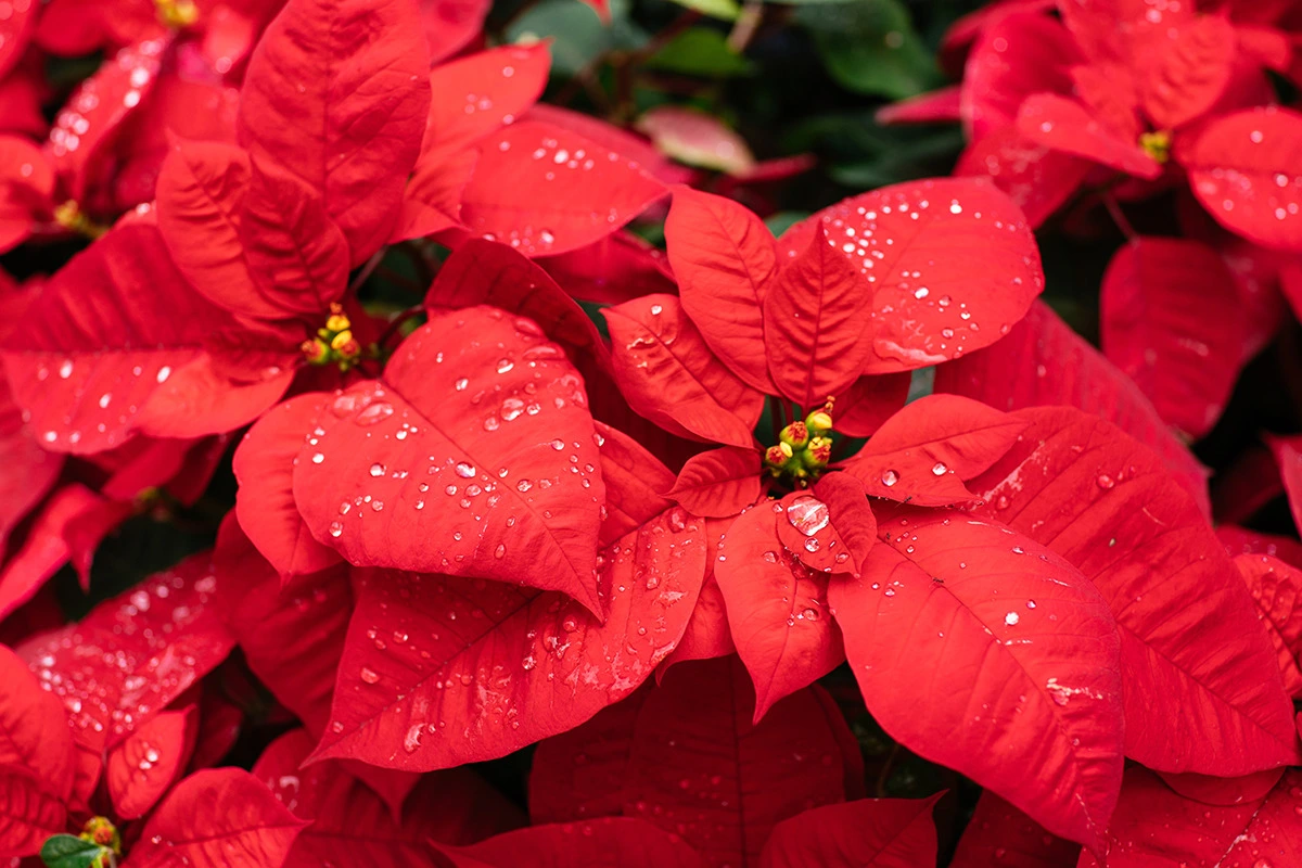 245746395692797A2CA293