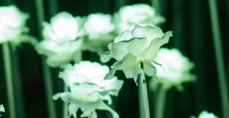 26421F445660170A2AA0AC