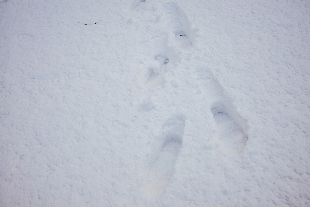 2567284354E2D1801C9E4C