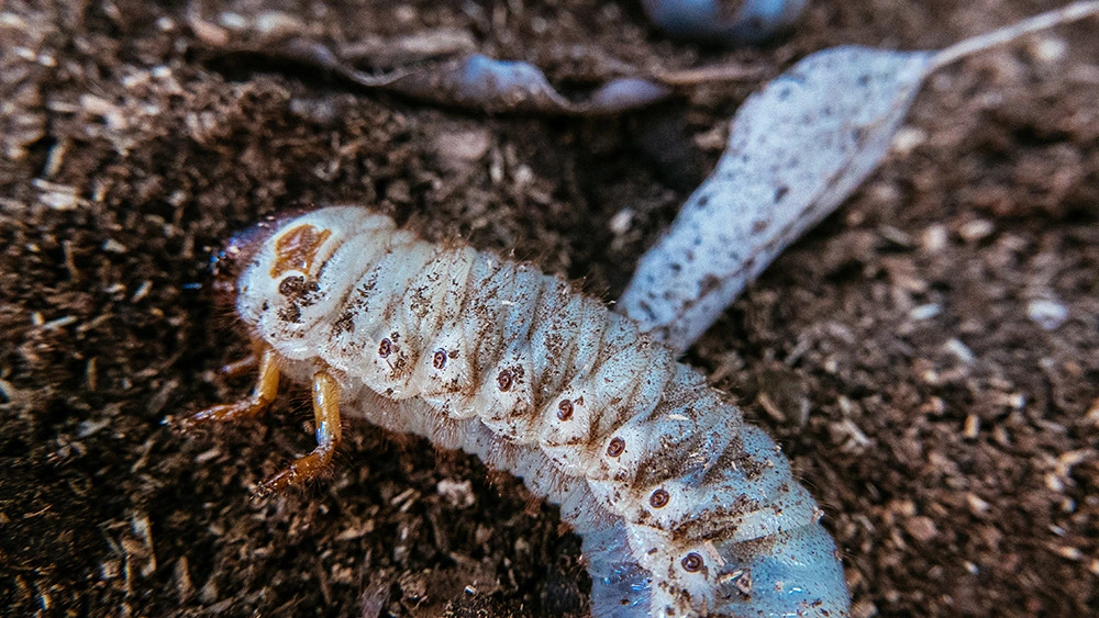 2641FF3D54E231D02A5643