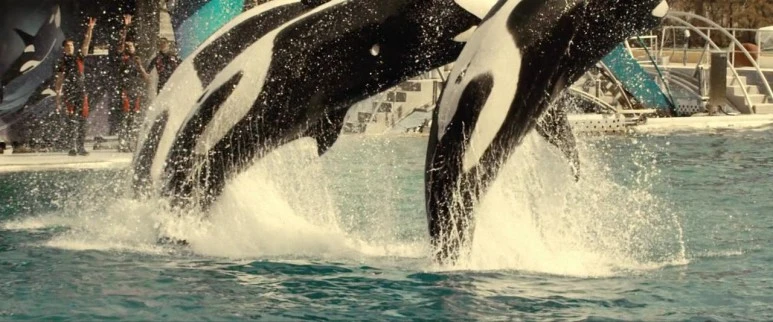 Rust.and.Bone.2012.BluRay.720p.DTS.x264-CHD.mkv_001264790.jpg?type=w773