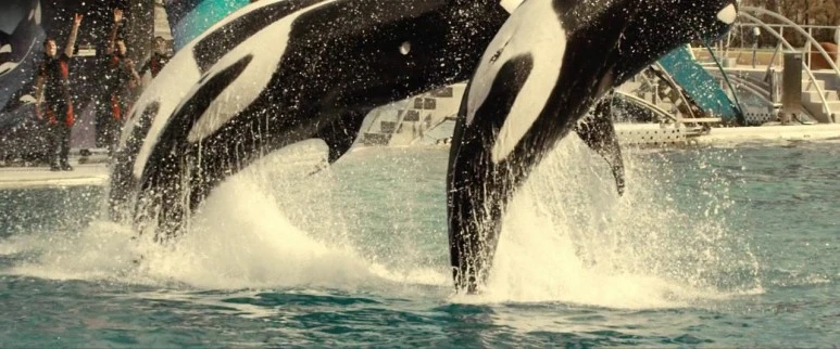 Rust.and.Bone.2012.BluRay.720p.DTS.x264-CHD.mkv_001265373.jpg?type=w773