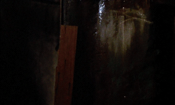 %ED%99%94%EC%96%91%EC%97%B0%ED%99%94(%EC%9E%90%EB%A7%89%ED%95%A9%EB%B3%B8).avi_001489821.gif?type=w1