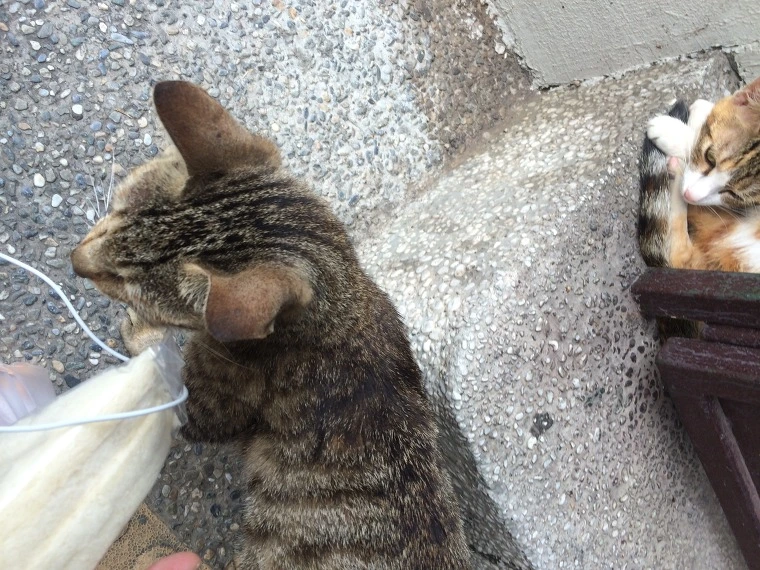 2748E93C541E172E0F1736