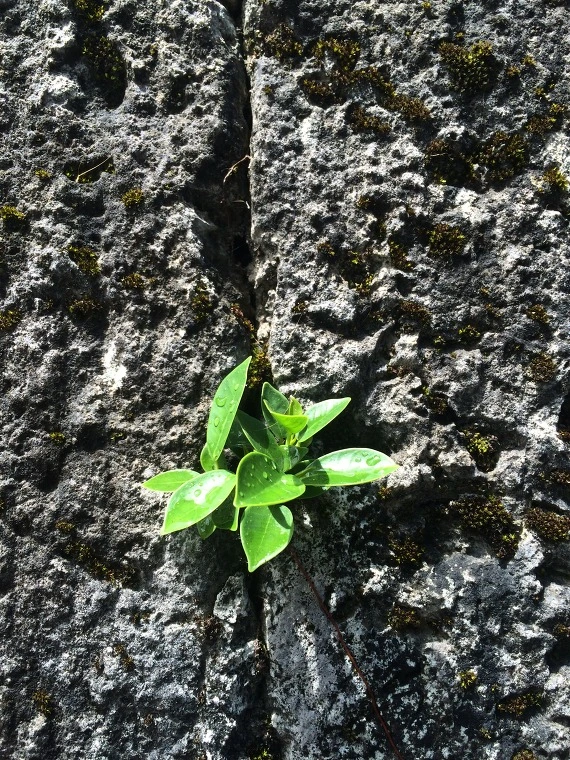 243A2A36556747BB0D1A48