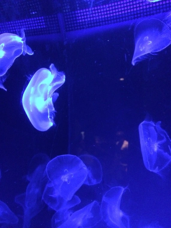 234C164A5543A85632F117