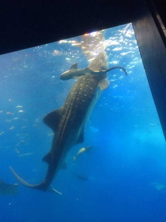 265ADC4A5543A85C2B82B3