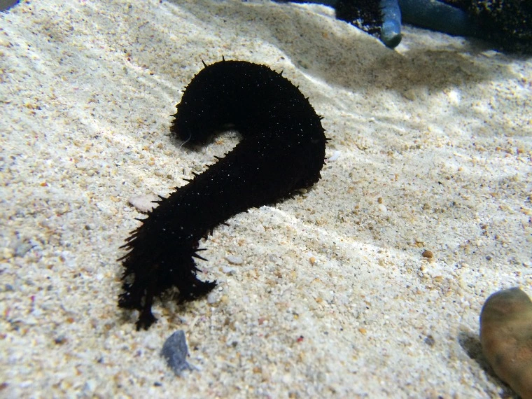 236BB74A5543A85222DDA9