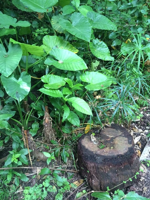 21494337554526552AEE7E