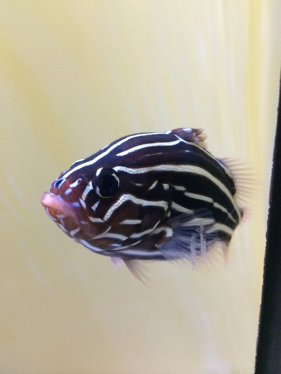 231D734A5543A859083526