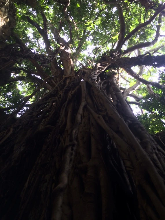 21588F46554526702B4099