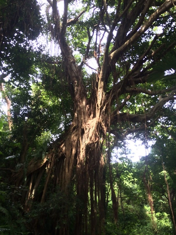 2358D746554526602ACECB