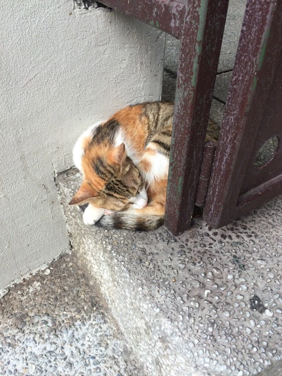 2743C13C541E172C13C277