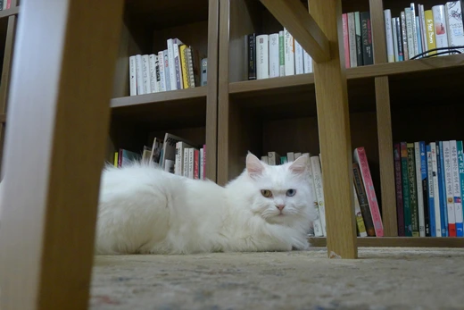 P1100579.jpg?type=w773