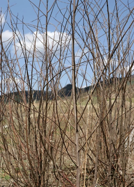 %EA%B9%80%ED%98%84%EC%A0%95%EC%9E%91%EA%B0%80_%ED%95%9C%EC%A7%80_%EB%8B%A5%EB%82%98%EB%AC%B4.png?type=w1