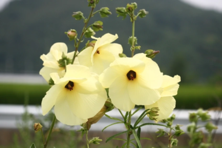 %ED%99%A9%EC%B4%89%EA%B7%9C.png?type=w1