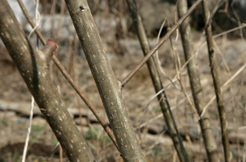 %ED%95%9C%EA%B5%AD%ED%99%94%EA%B0%80%EA%B9%80%ED%98%84%EC%A0%95_%ED%95%9C%EC%A7%80_%EB%8B%A5%EB%82%98%EB%AC%B4.png?type=w1