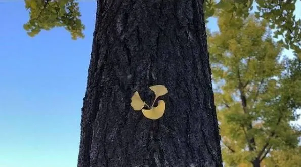 노란 그리움.JPG