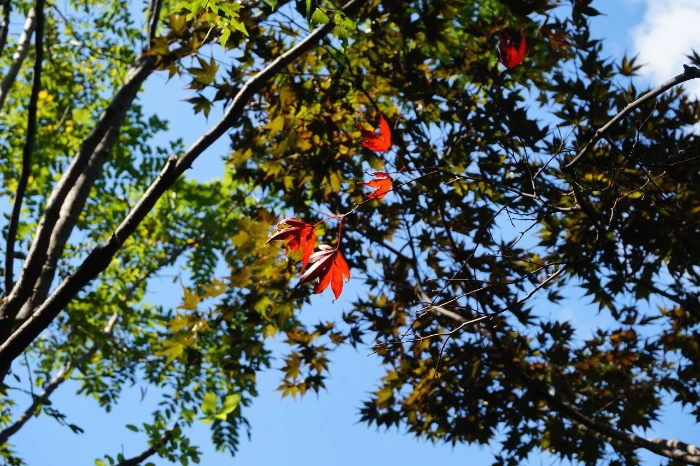 #11가을의 신호.JPG