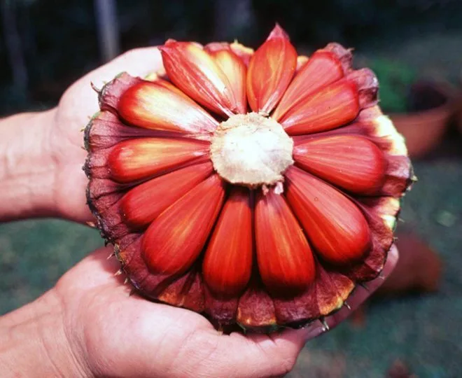 Lazura garolo_Pinsemo1_Pinha da Araucária.jpeg