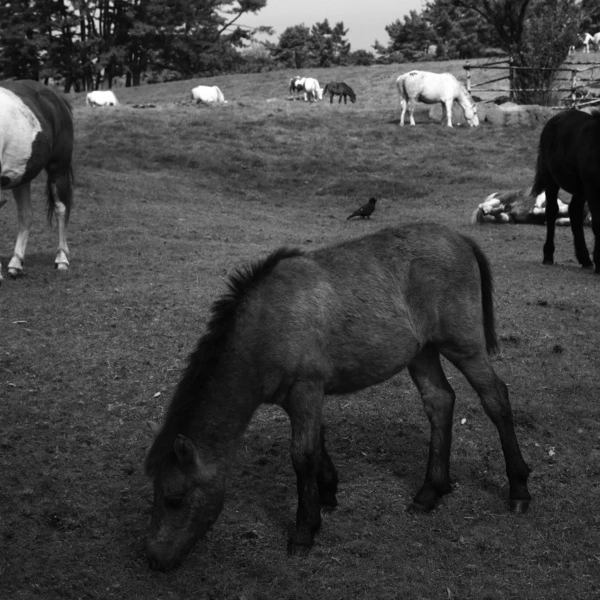 DECADANT.JPG?type=w966