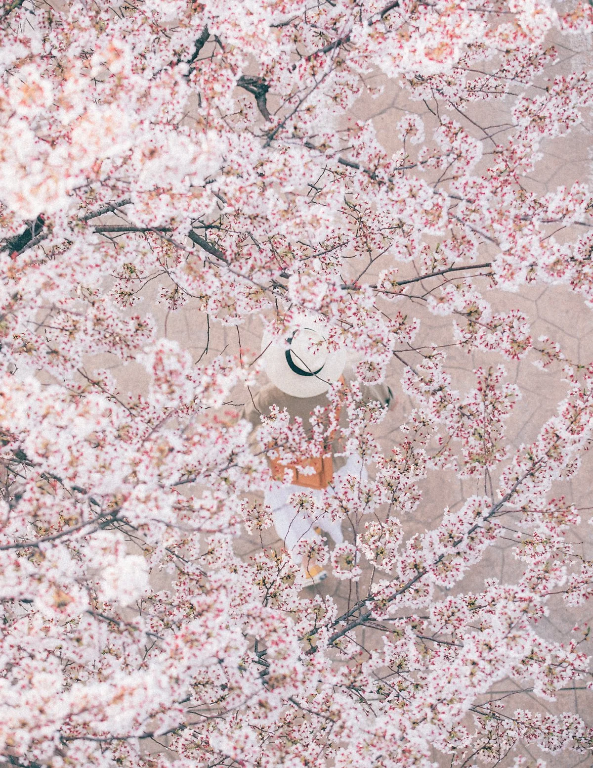 %EC%A4%91%EB%9E%91%EC%B2%9C_%EB%B2%9A%EA%BD%83_%281%29.jpg?type=w1200