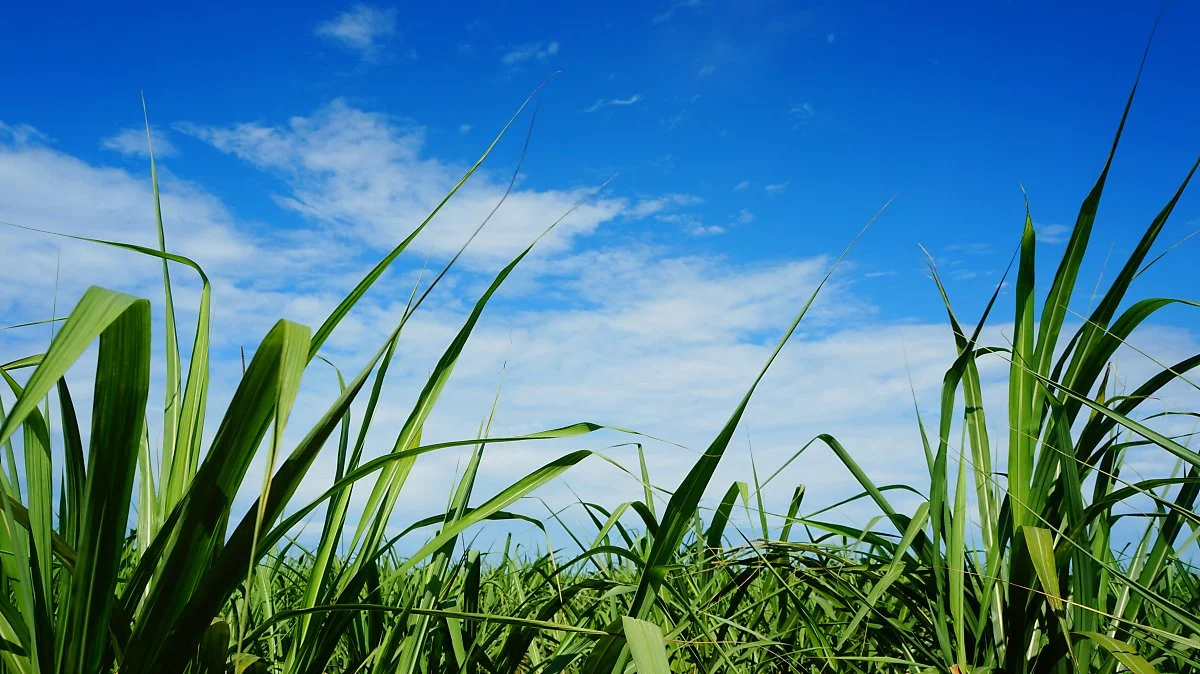 %EC%82%AC%ED%83%95%EC%88%98%EC%88%98_%285%29.JPG?type=w1200