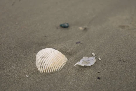 IMG_6734.jpg?type=w466