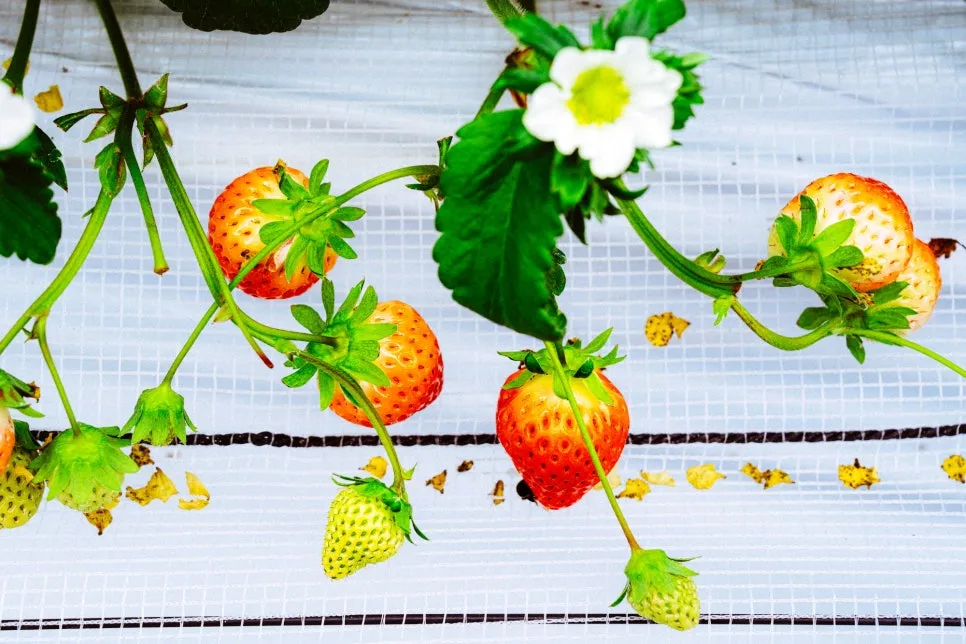 20250114-DSC04755-3.jpg?type=w966