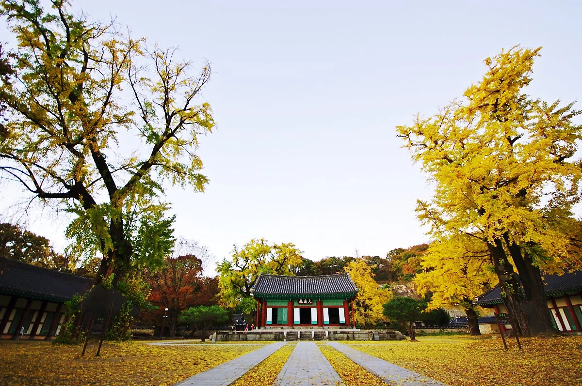 %EC%A0%84%EC%A3%BC_%ED%96%A5%EA%B5%90_%EC%9D%80%ED%96%89%EB%82%98%EB%AC%B4_%EB%8B%A8%ED%92%8D.JPG?type=w1200