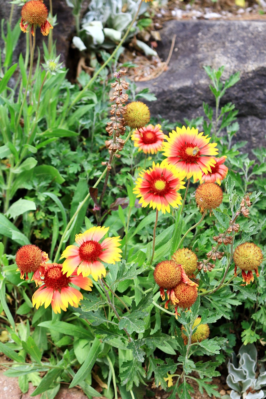 그림이 있는 정원 (2).JPG